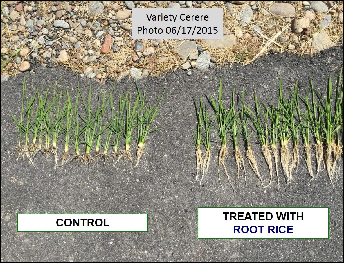 Comparation of rice plants treated with ROOT RICE and Control